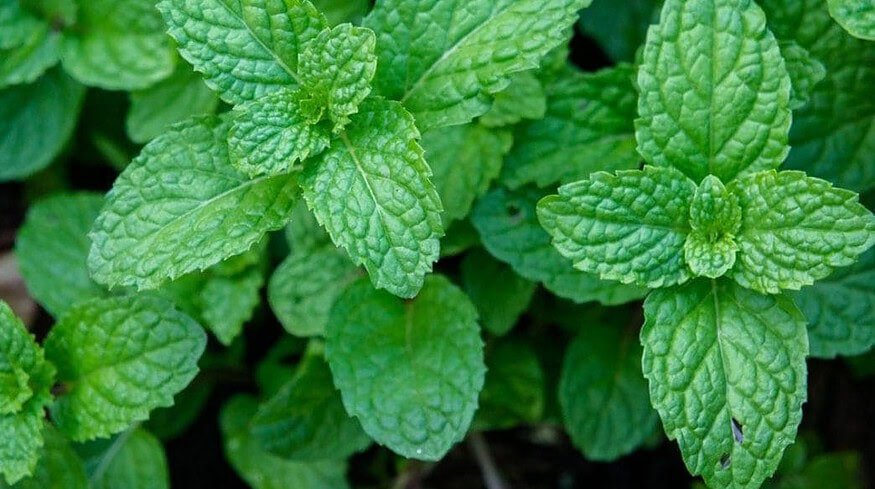 Scientists have discovered an environmentally friendly replacement for pesticides