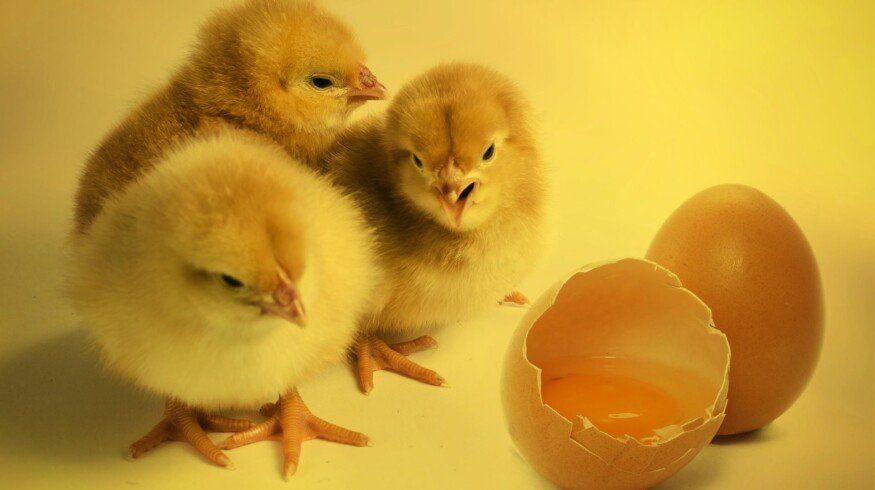 Mezheninovskaya Poultry Farm begins the production of organic fertilizers