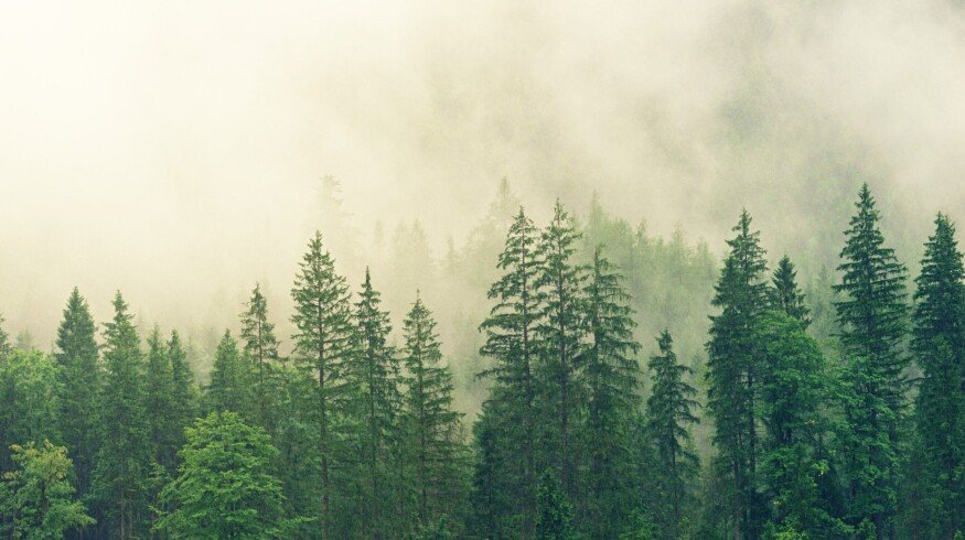 PhosAgro will create a carbon farm in the Vologda region