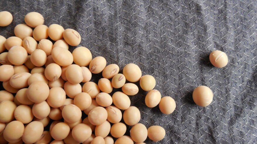 Russia will adjust its soybean export