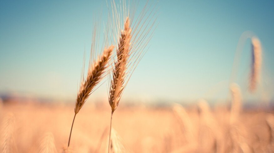Russia increased export duties for wheat
