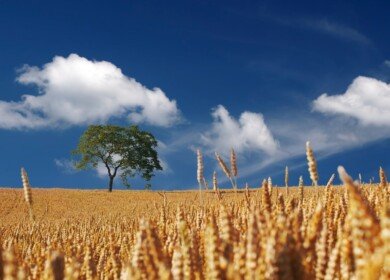 Fertilizer consumption in Russia may reach 8 million tons