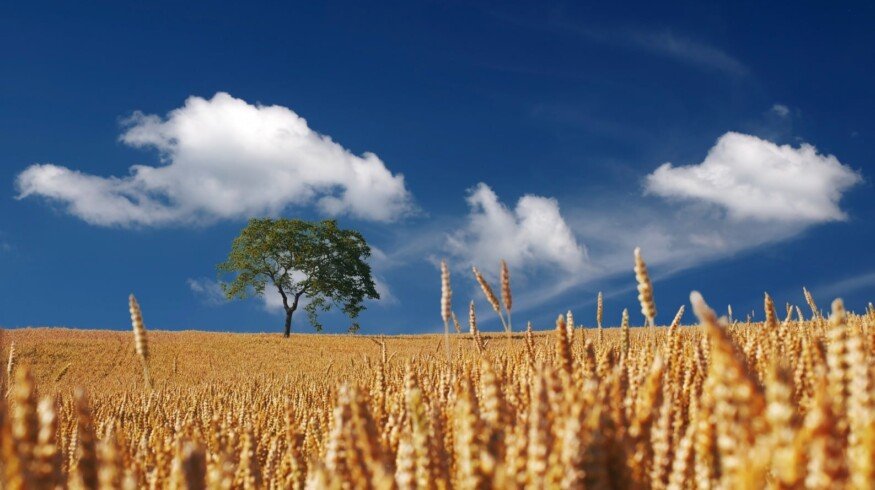 Fertilizer consumption in Russia may reach 8 million tons