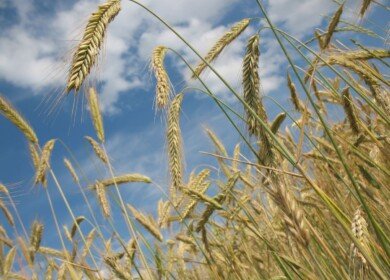 Tatarstan welcomes farmers from all around Russia