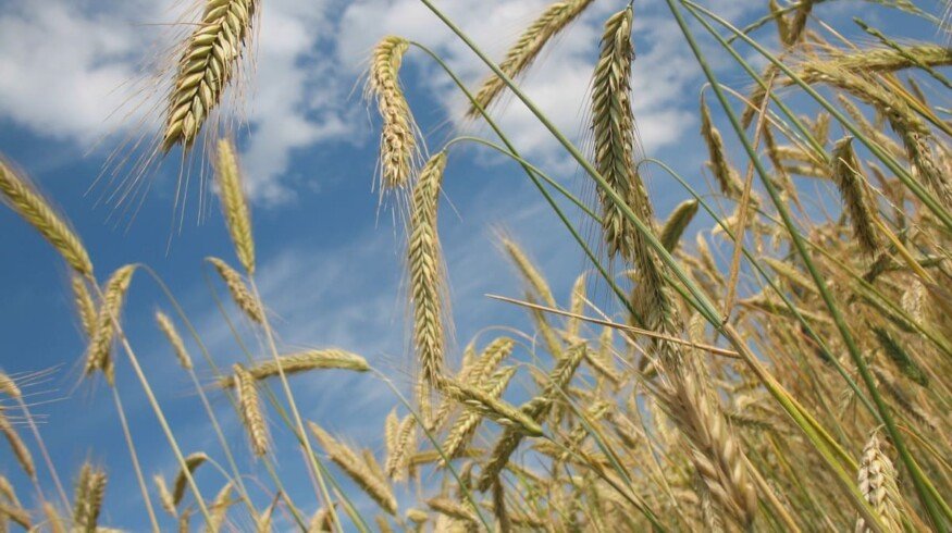 Tatarstan welcomes farmers from all around Russia