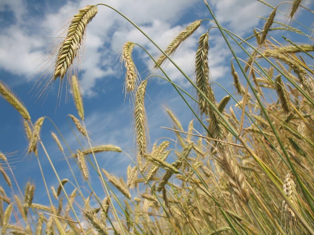 Tatarstan welcomes farmers from all around Russia