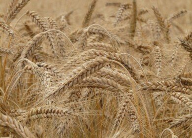 Russia introduced flexible duties on grain exports
