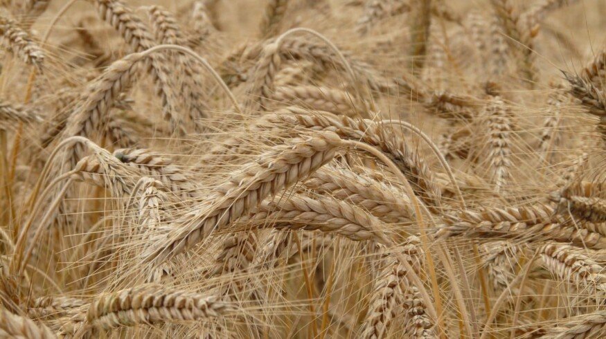 Russia introduced flexible duties on grain exports