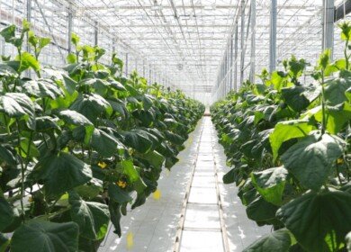 New greenhouse complex was opened in the Kurgan region