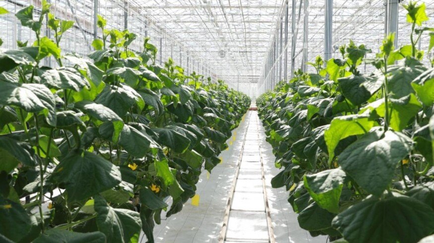 New greenhouse complex was opened in the Kurgan region