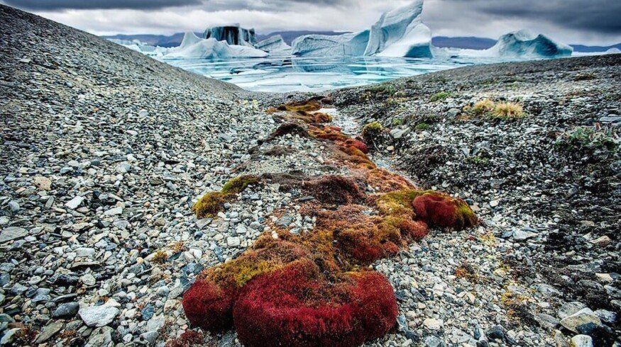 Arctic soils fertility will be restored with the new technology