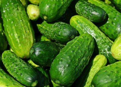 A new greenhouse complex was launched in Kazakhstan