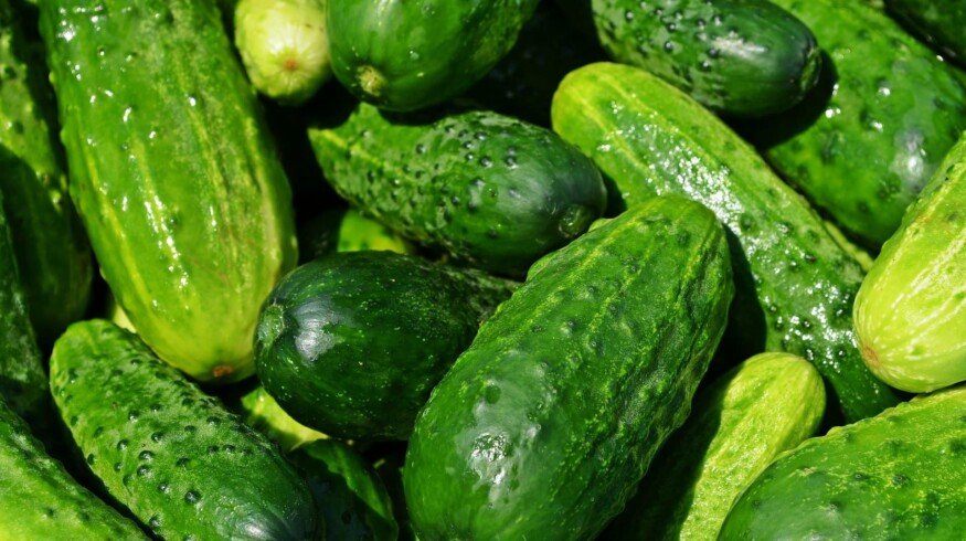A new greenhouse complex was launched in Kazakhstan