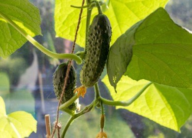 Rost Group plans to open a greenhouse complex in the Nizhny Novgorod region