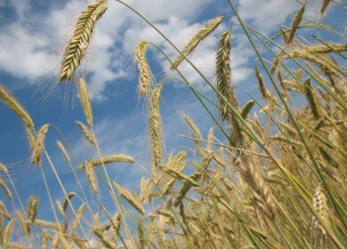 Russia reduced exports of grain in the 1H2021