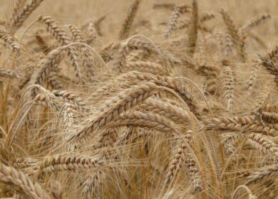 Russia reduced the volume of wheat exports to Turkey