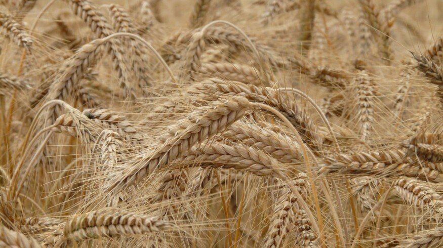 Russia reduced the volume of wheat exports to Turkey