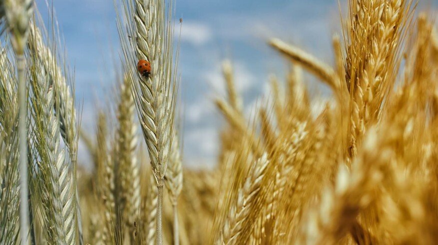 Russia may export 51 million tons of grain in 2021