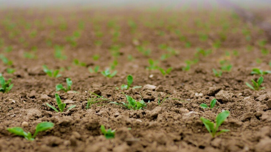 PhosAgro held a Field Day in the Oryol region