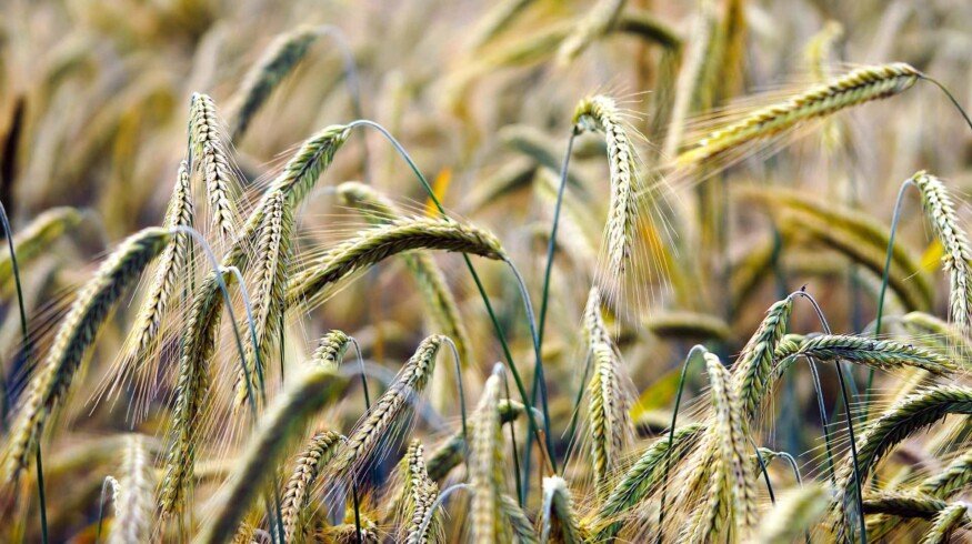 Agrocom has acquired the Zolotovskoye agricultural enterprise