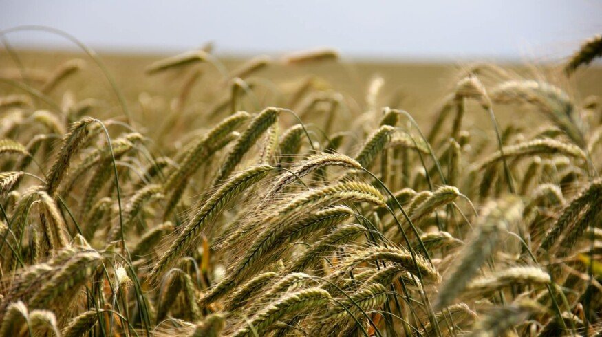 Russia sharply increased exports of rye