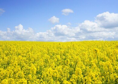 Aleko was fined for application of prohibited fertilizers