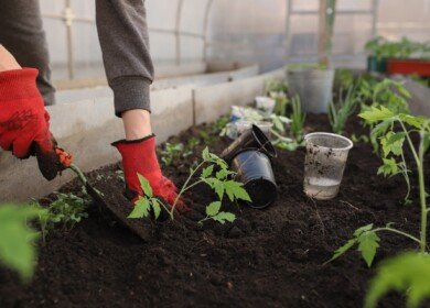 Russian greenhouse complexes may count on government subsidies