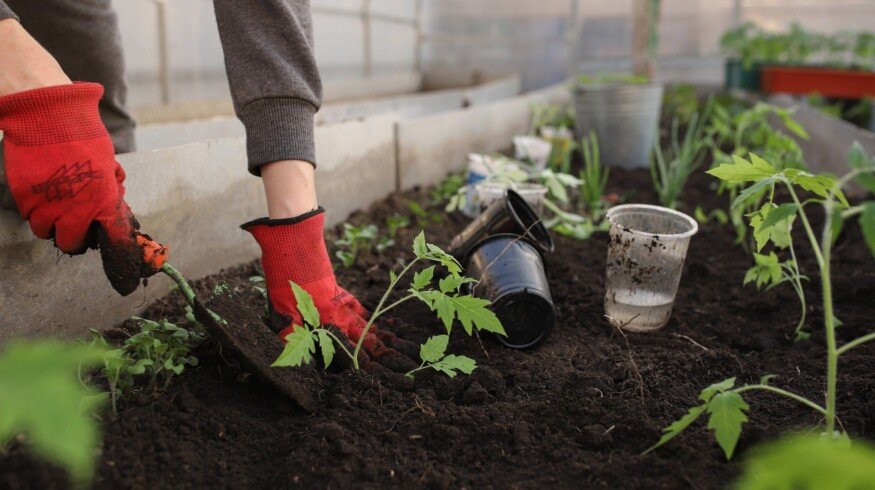 Russian greenhouse complexes may count on government subsidies
