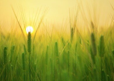 Trends in Russian agriculture were discussed at the conference in Moscow