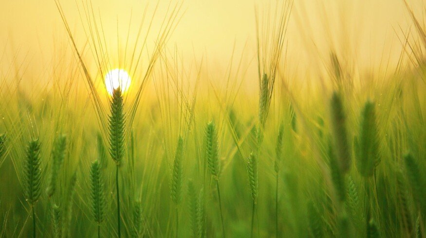 Trends in Russian agriculture were discussed at the conference in Moscow