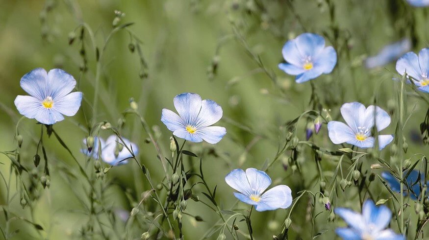 Russian flax industry faces new problems