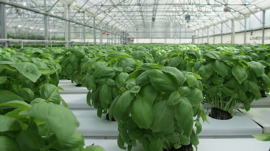 The Permsky greenhouse complex has been launched