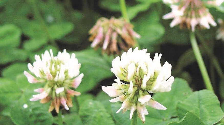Nitrogen fertilizers may be replaced with a natural product