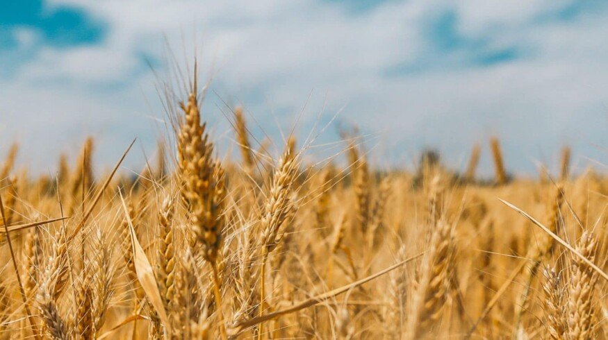 Israel Chemicals breaks into organic farming