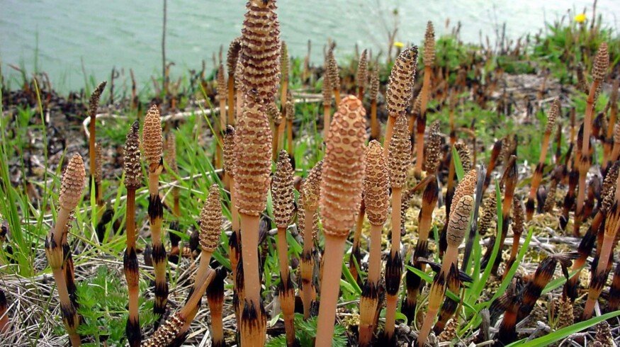 Horsetail can replace pesticides