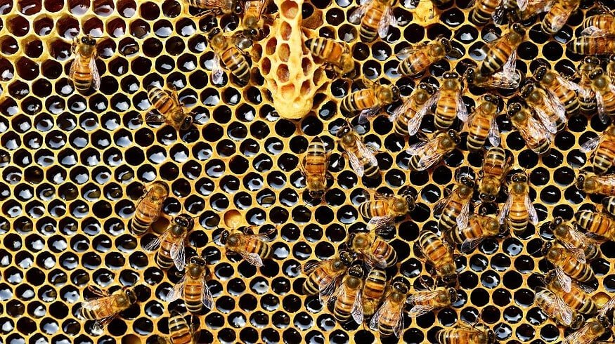 Scientists continue to study how glyphosate affects bees