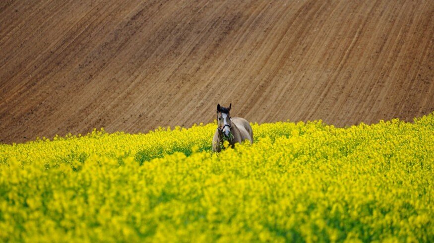 Prospects of Russian agribusiness discussed in Moscow