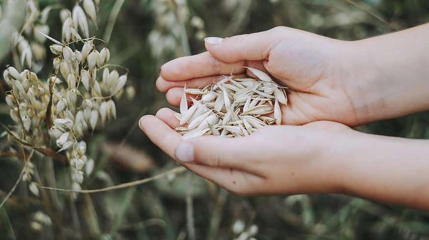 Rusmolco increased the sale of seeds by 25%