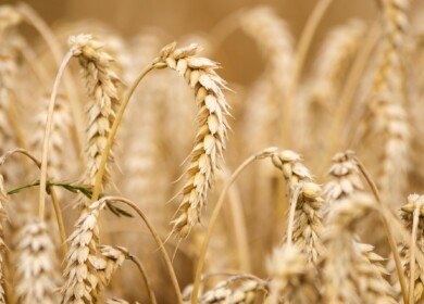 Russian farmers should not expect shortages of fertilizers