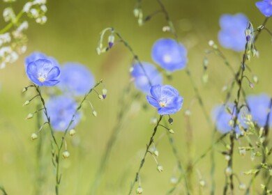 Udmurtia will expand crops and export of flax