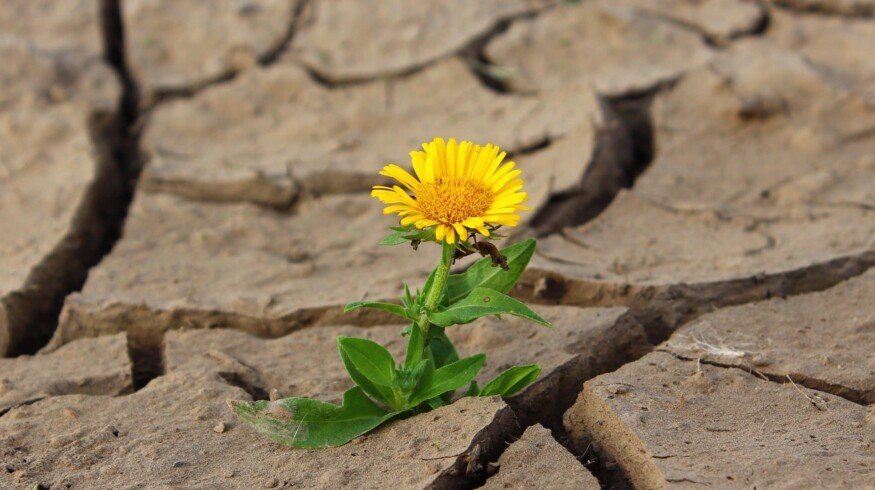 Experts predict problems with the next harvest in Russia