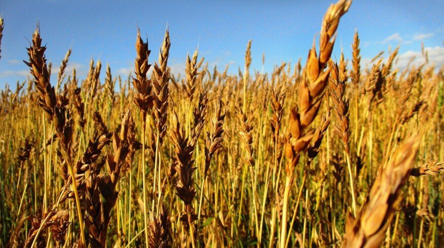 Farmers of the Trans-Baikal region began purchasing mineral fertilizers