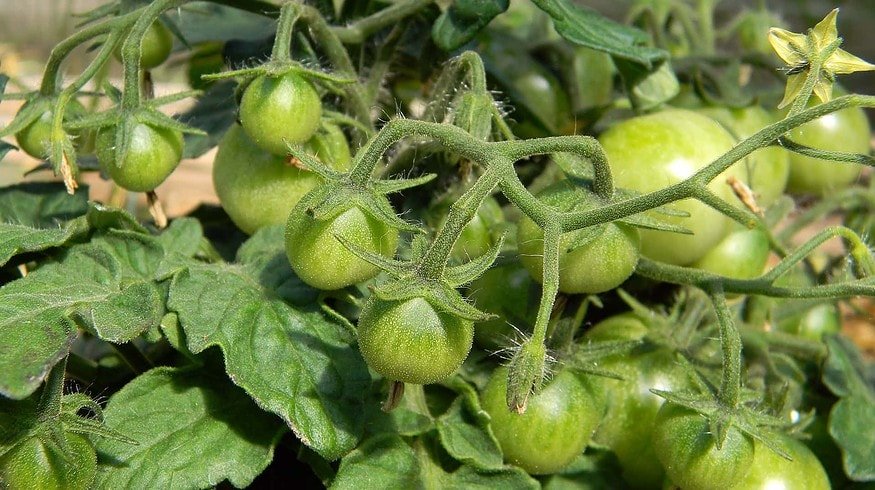 Home vegetable growing is becoming more popular in Russia