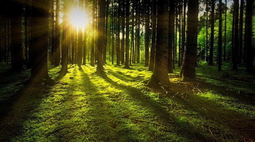 Uralchem plans to implement a forest climate project