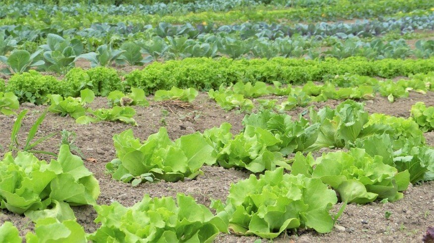 European Union simplifies the approval process for biopesticides