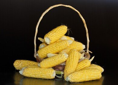 Russia temporarily stops grain exports