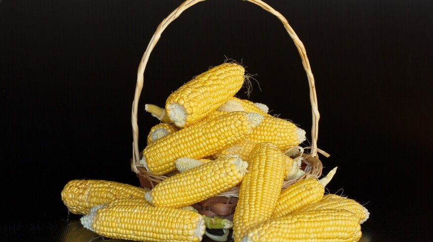 Russia temporarily stops grain exports