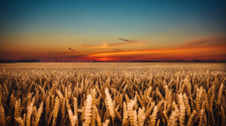 Scientists have discovered a superwheat