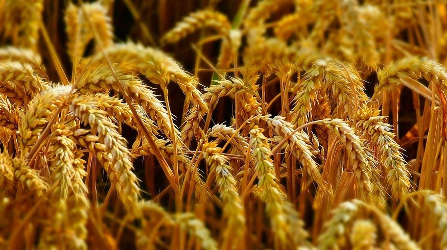 Russia has suspended grain exports