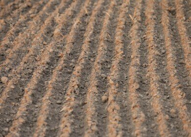 Spring fieldworks had started in the Saratov region
